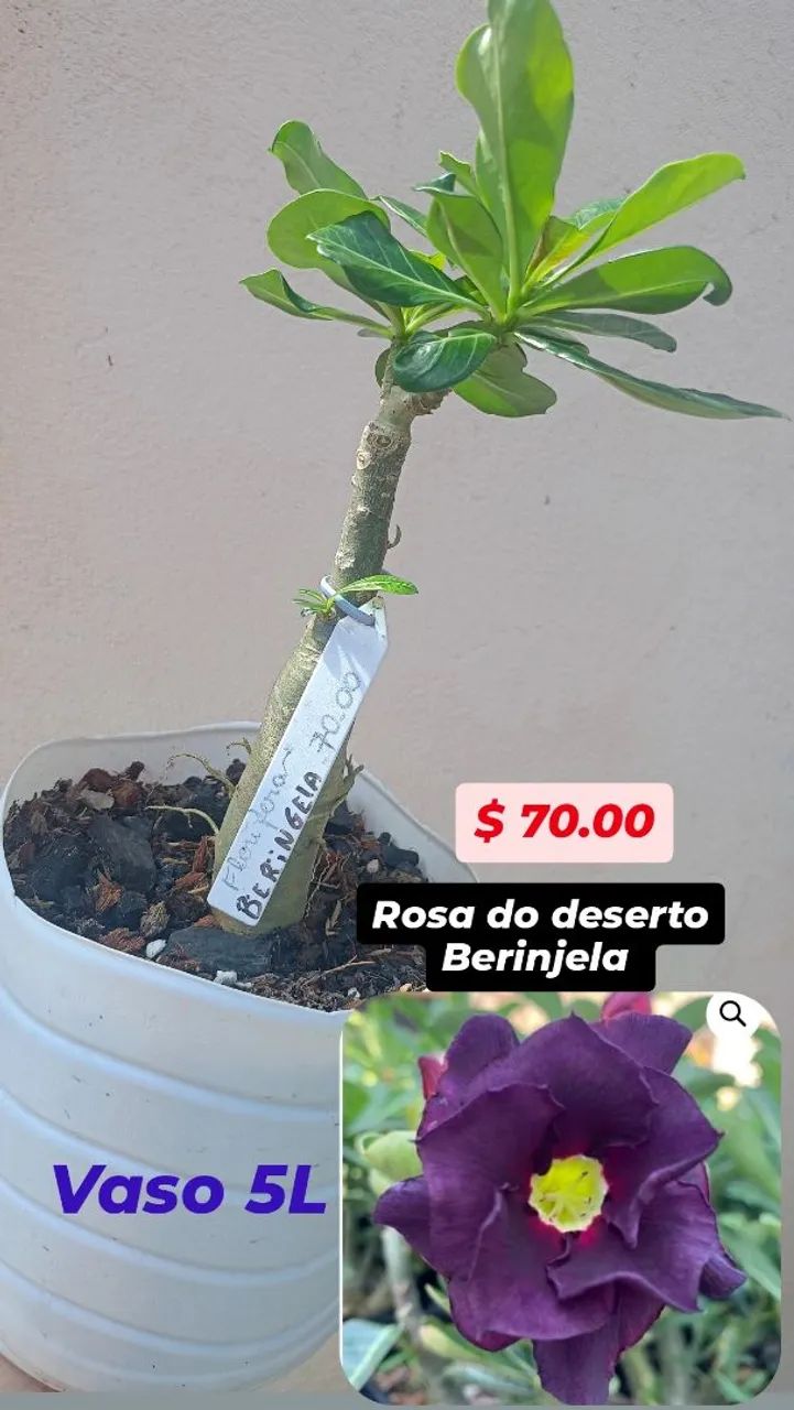 Rosas do deserto enxertadas simples e raras dobradas e triplas - Foto 4