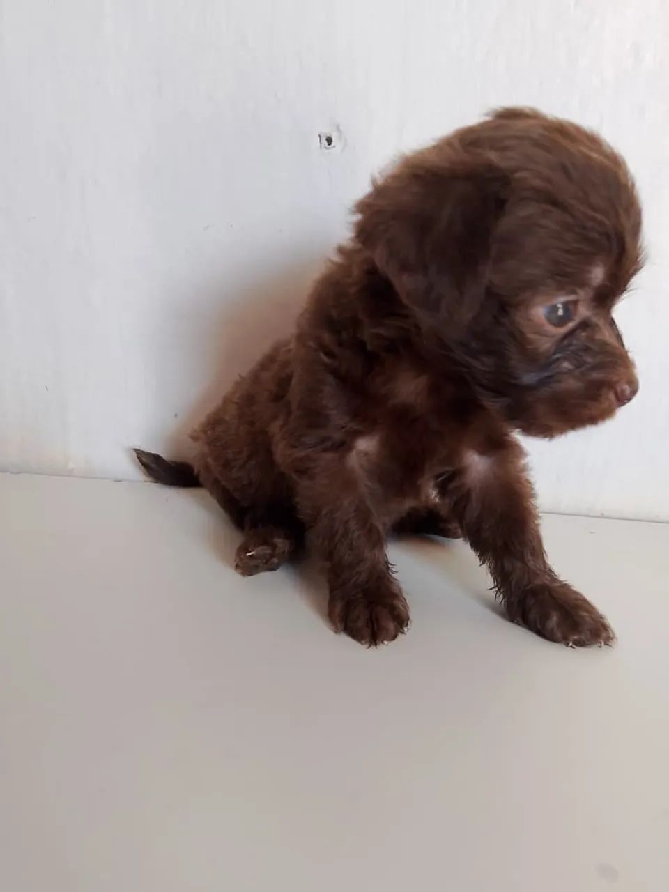 Vende-se filhotes de poodle toy  - Foto 2