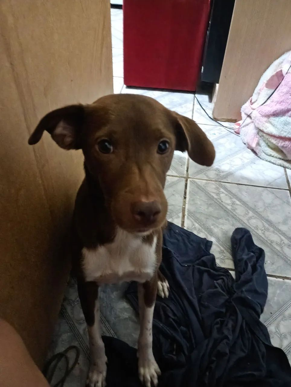 Doação cachorro  - Foto 2