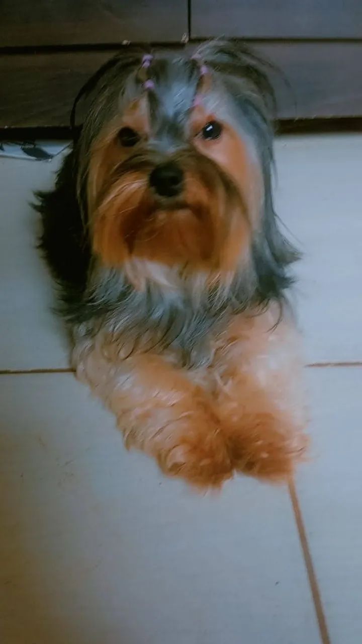 Filhote yorkshire terrier 