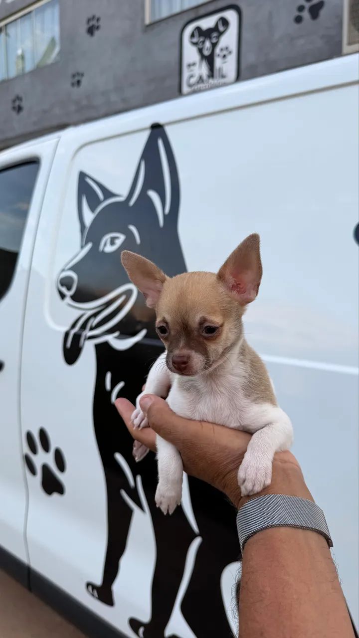 Chihuauha micro macho - Foto 2