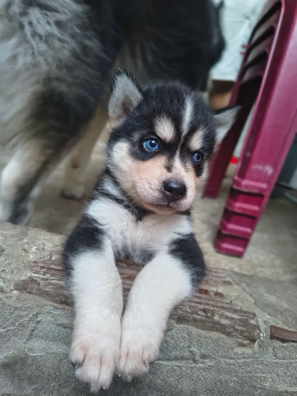 Filhotes de husky siberiano - Foto 4