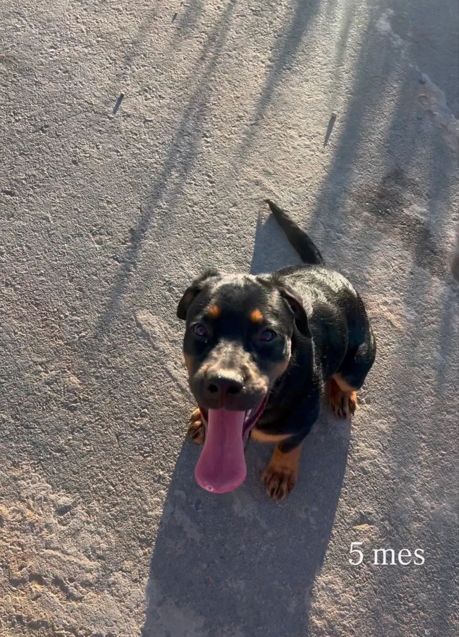 Doação cachorro rottweiler 