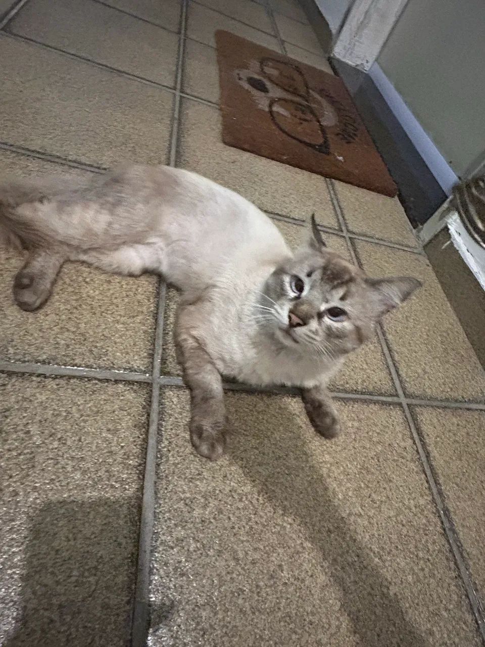 Gatinho macho para adoção 