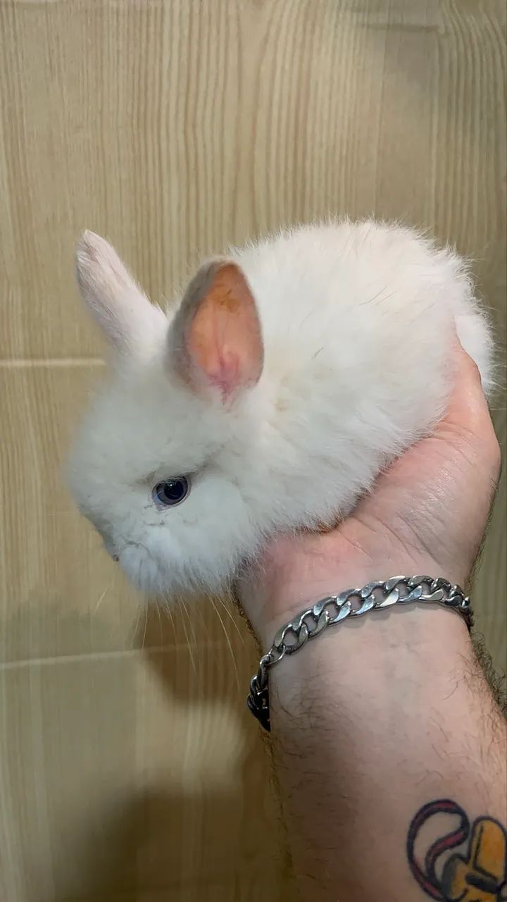 Mini coelhos - Foto 3