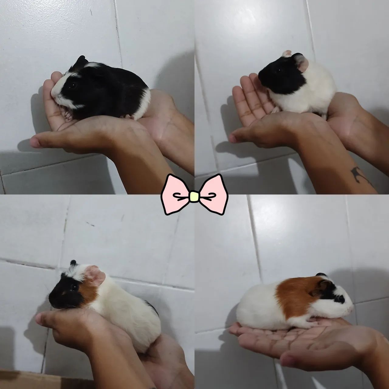 Porquinho da india  - Foto 2