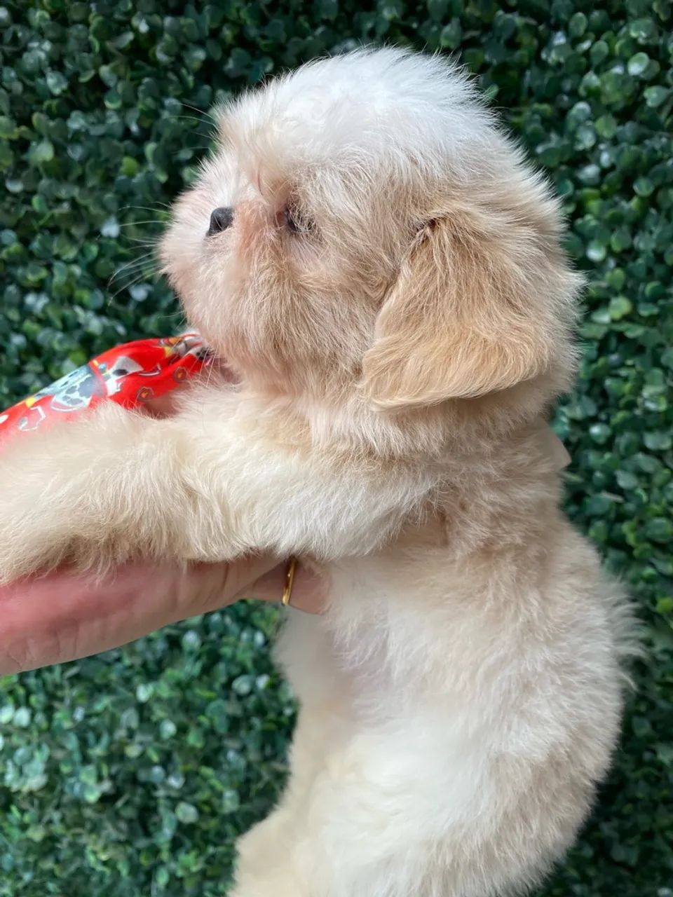 Shihtzu  - Foto 3