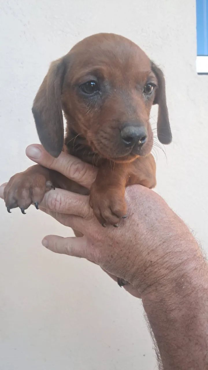 Linguicinha - Foto 2