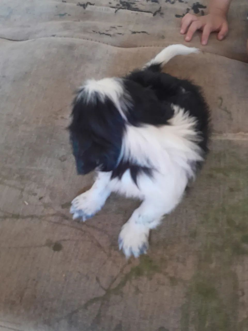 Shih Tzu