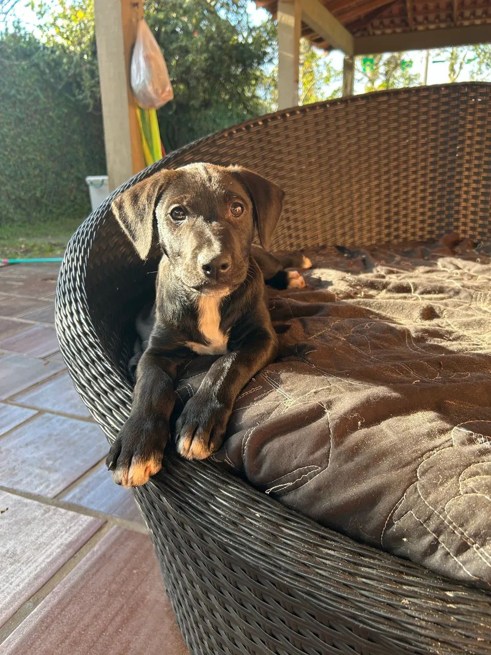 Doação cachorro  - Foto 2