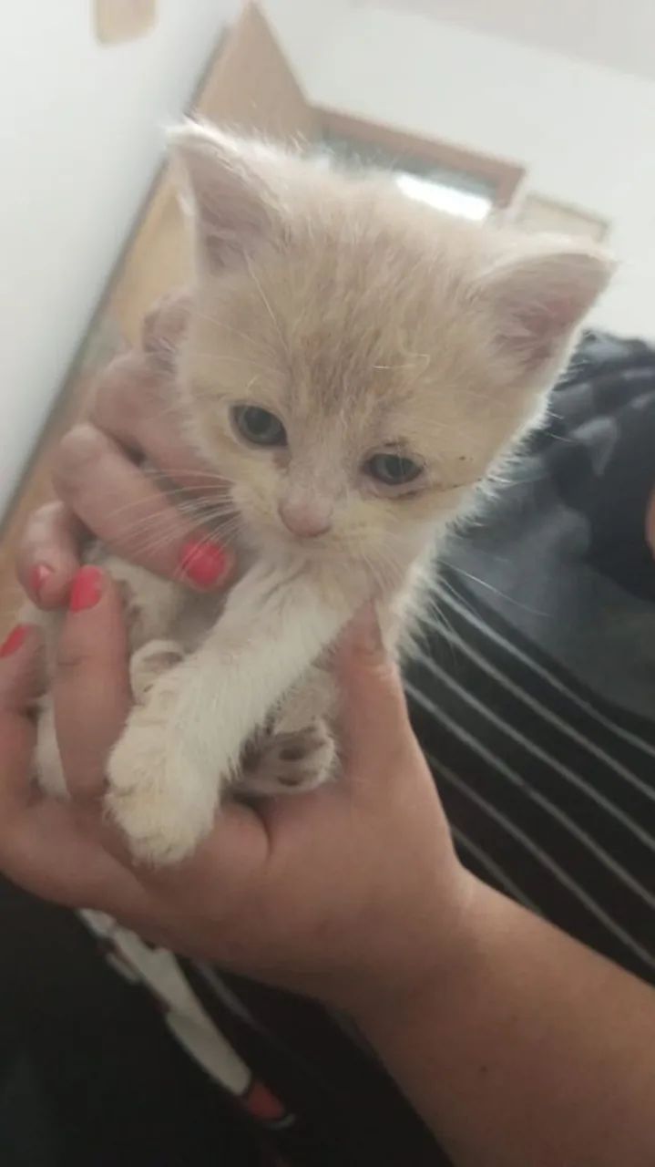 Vendo filhote de gato persa 