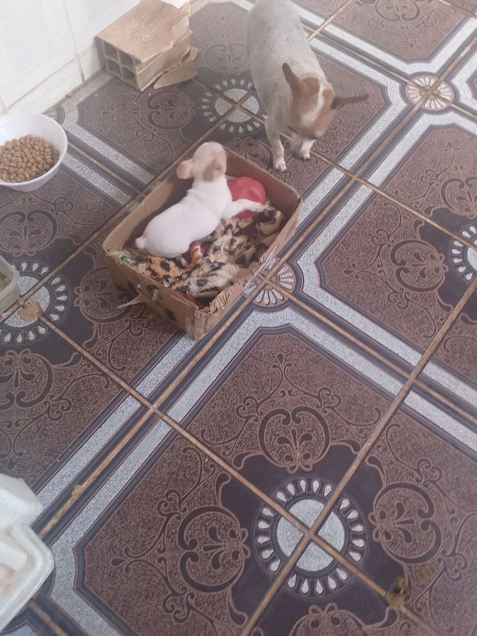 Pinscher 0 - Foto 3