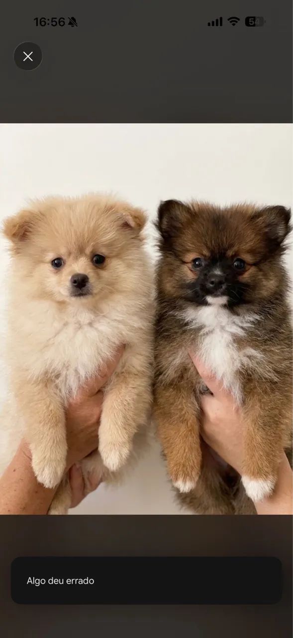 Lulu da Pomerania(spitz alemão ) 