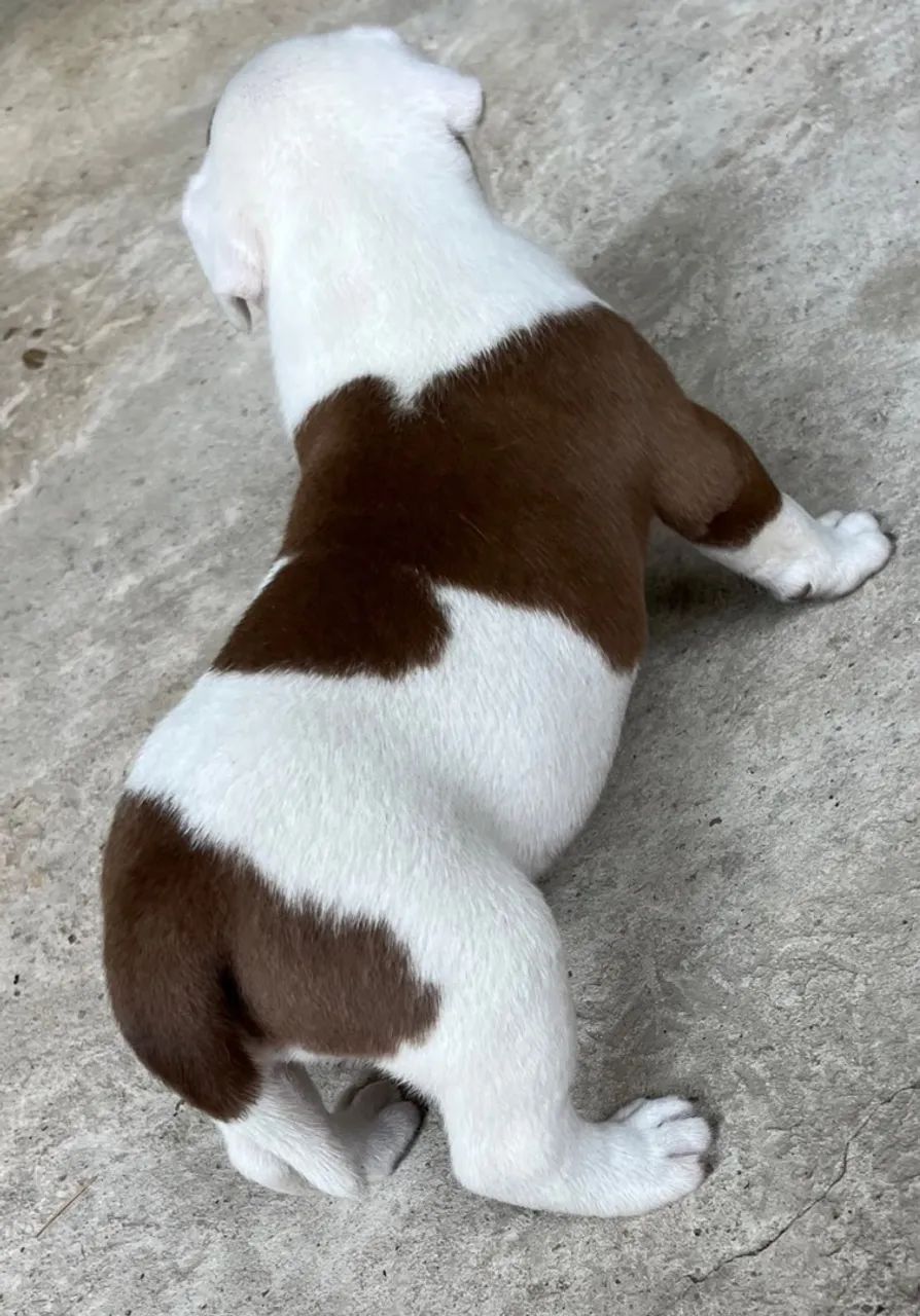 Pitbull original  - Foto 2