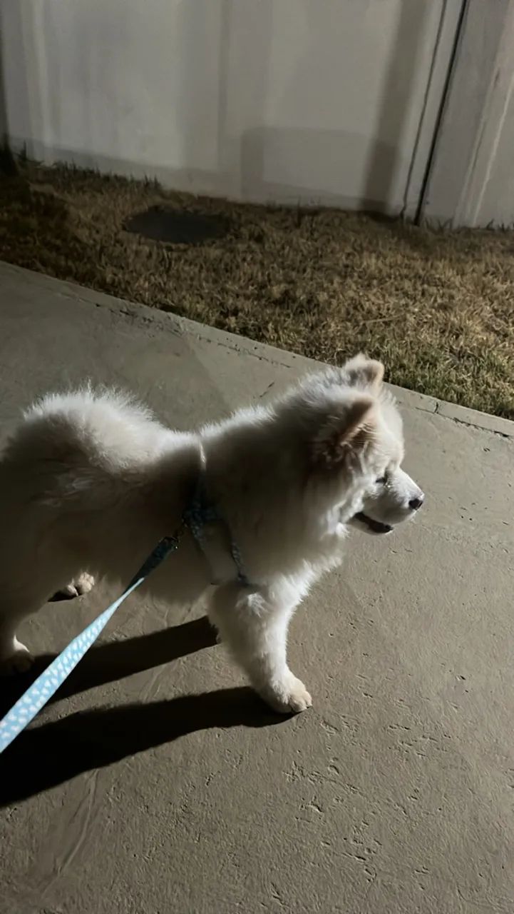 Chow chow