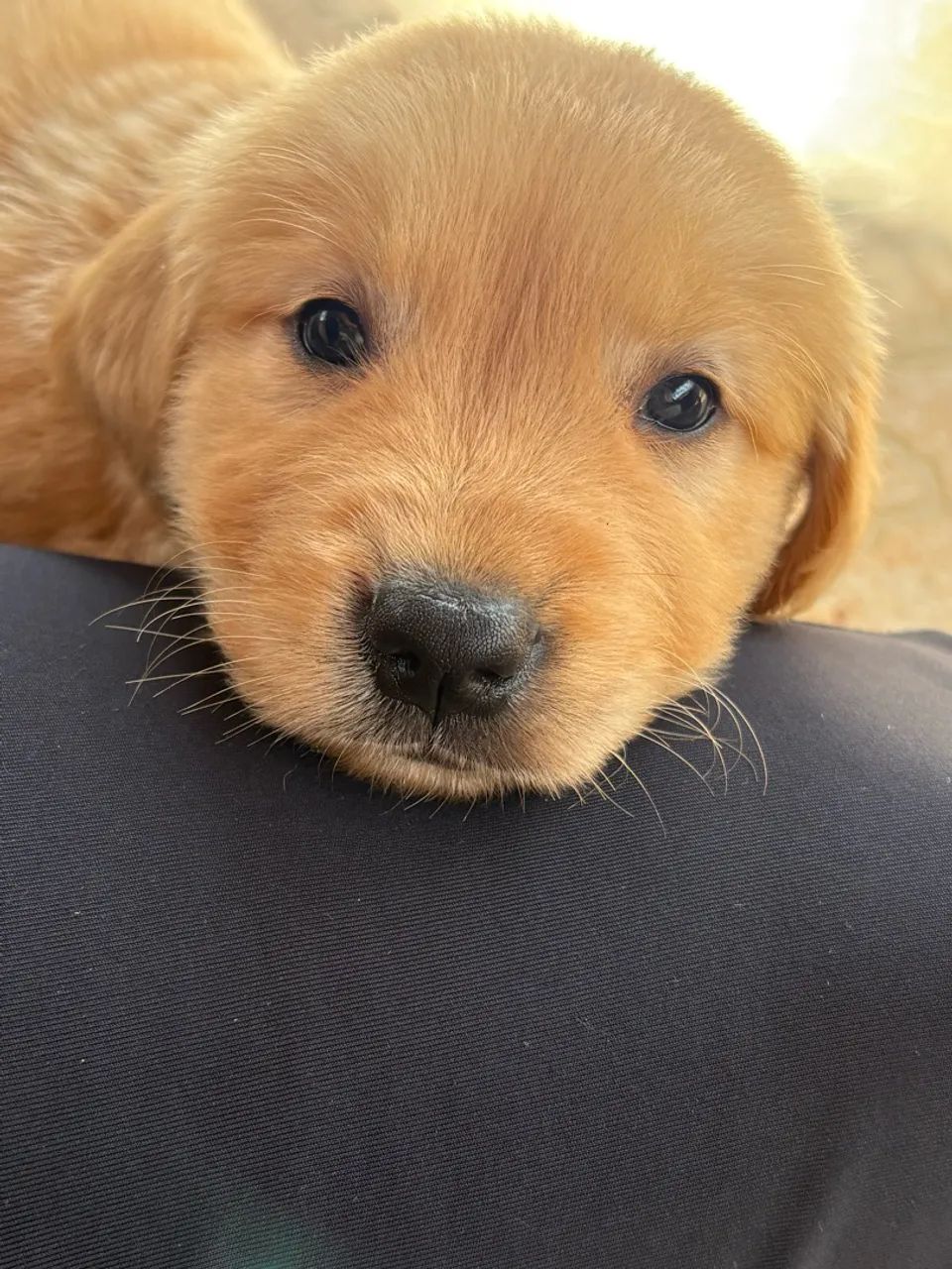 Golden retriever  - Foto 3