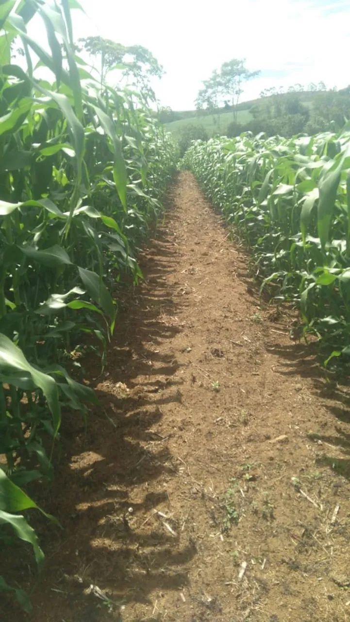 Milho Verde  - Foto 4