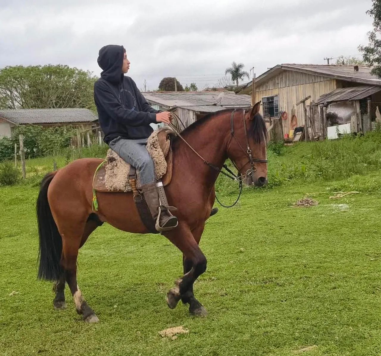 Potro criolo com doc  - Foto 2