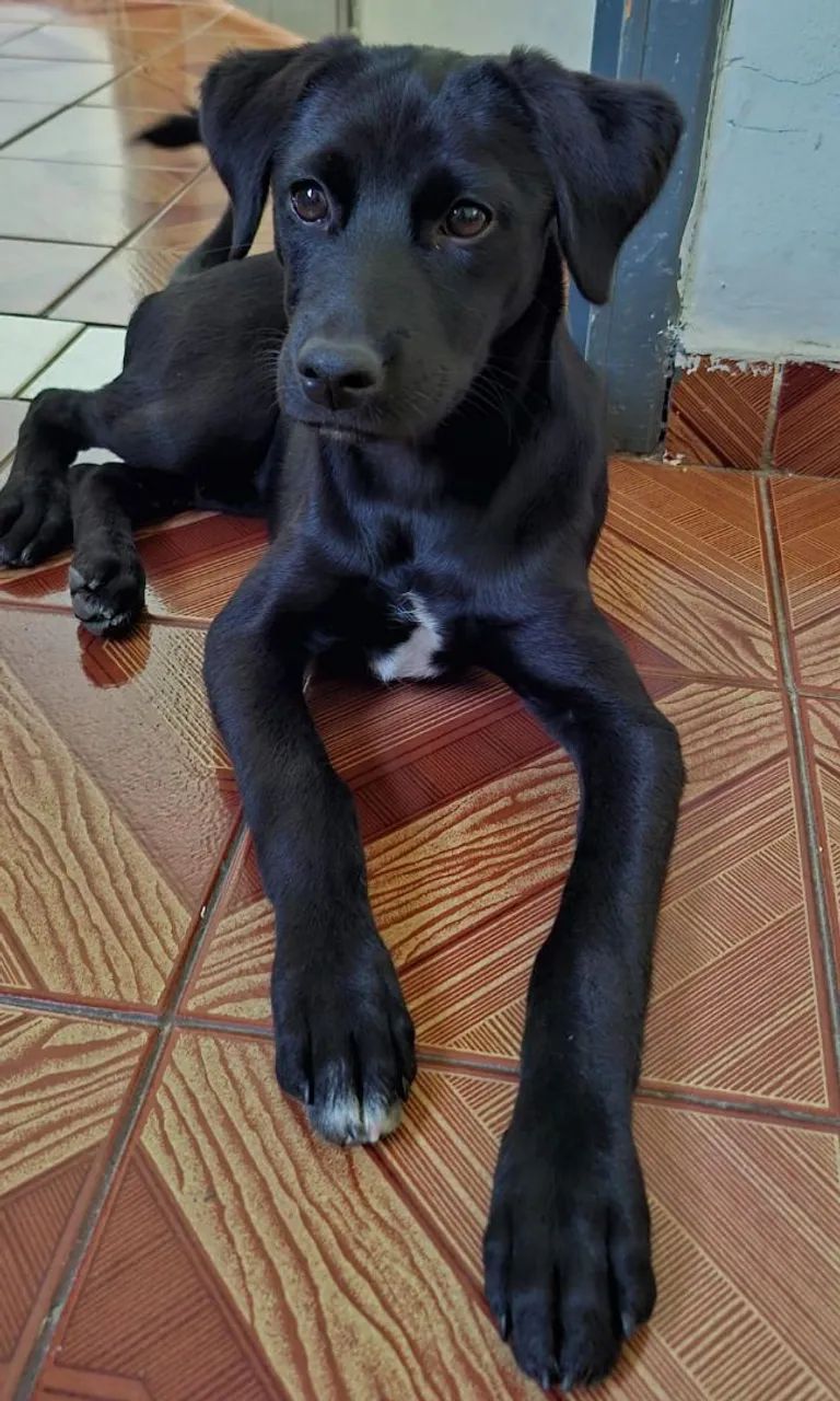 Adoção responsável  - Foto 2