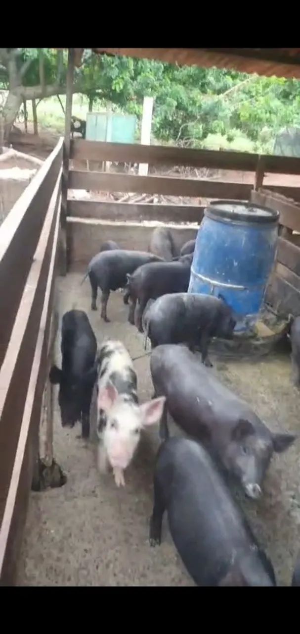 Vende-se porcos caipira 270 um pelo outro pra levar todos tenho 16 porcos  - Foto 5