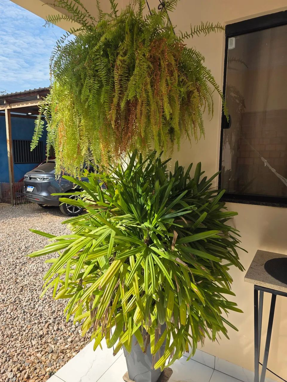 Plantas