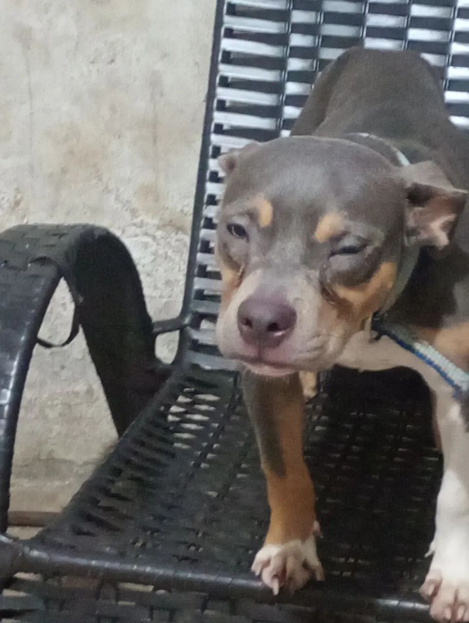 American bully standard - Foto 3