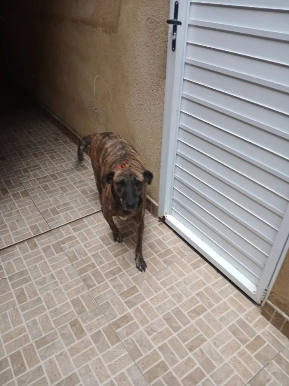 Cachorro pra Adoção  - Foto 4