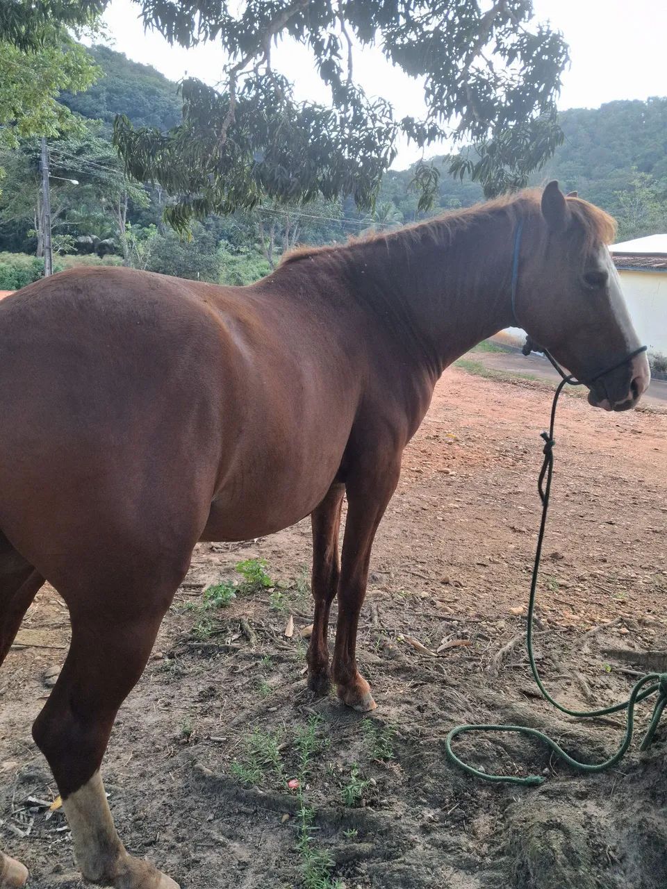 Cavalo mestiço de manga larga machador  - Foto 3