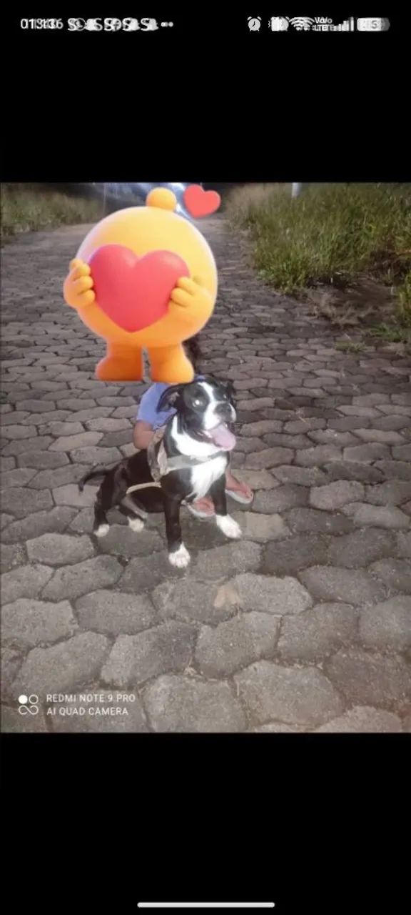 American bully puro para doação 