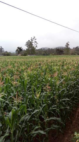 Silagem - Foto 5