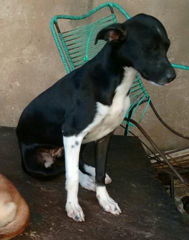 Doação - Foto 4