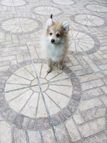 Spitz Alemão - Foto 5