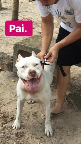 Pets Pitbull Fêmeas