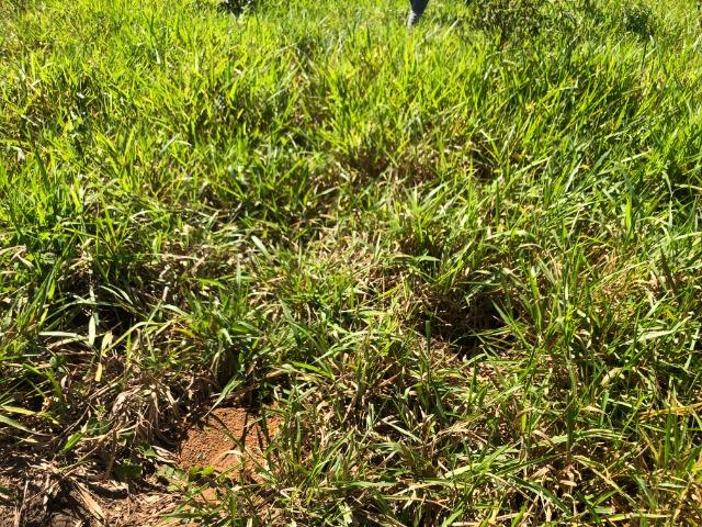 965 alqueires, pecuária,região Barra do Bugres e Nova Olímpia-MT