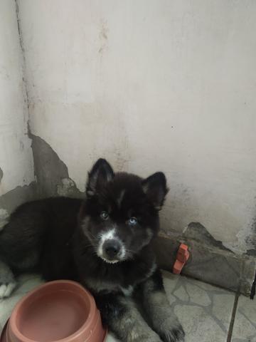 Vendo filhotes de husky siberiano - Foto 4