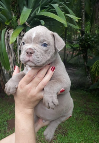 Filhotes de American Bully Pocket - Foto 3