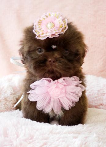 Filhote de Shih tzu Chocolate Fêmea à Pronta Entrega