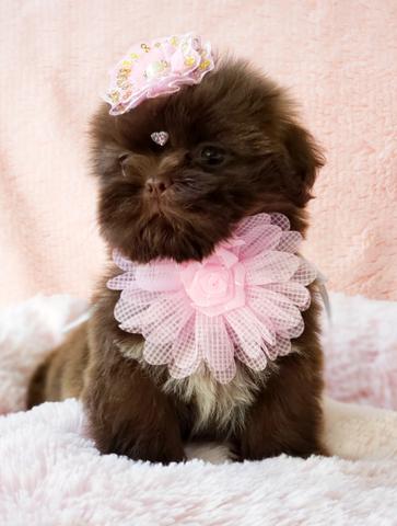 Filhote de Shih tzu Chocolate Fêmea à Pronta Entrega - Foto 6