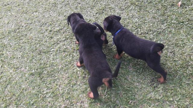 Filhotes de rottweilers - Foto 5