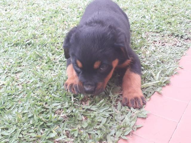 Filhotes de rottweilers - Foto 3