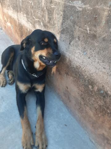 Cachorro hottwailler procura namorada - Foto 3