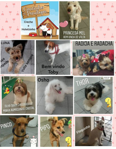 Creche e Hotelzinho Cantinho da Penélope - Foto 3