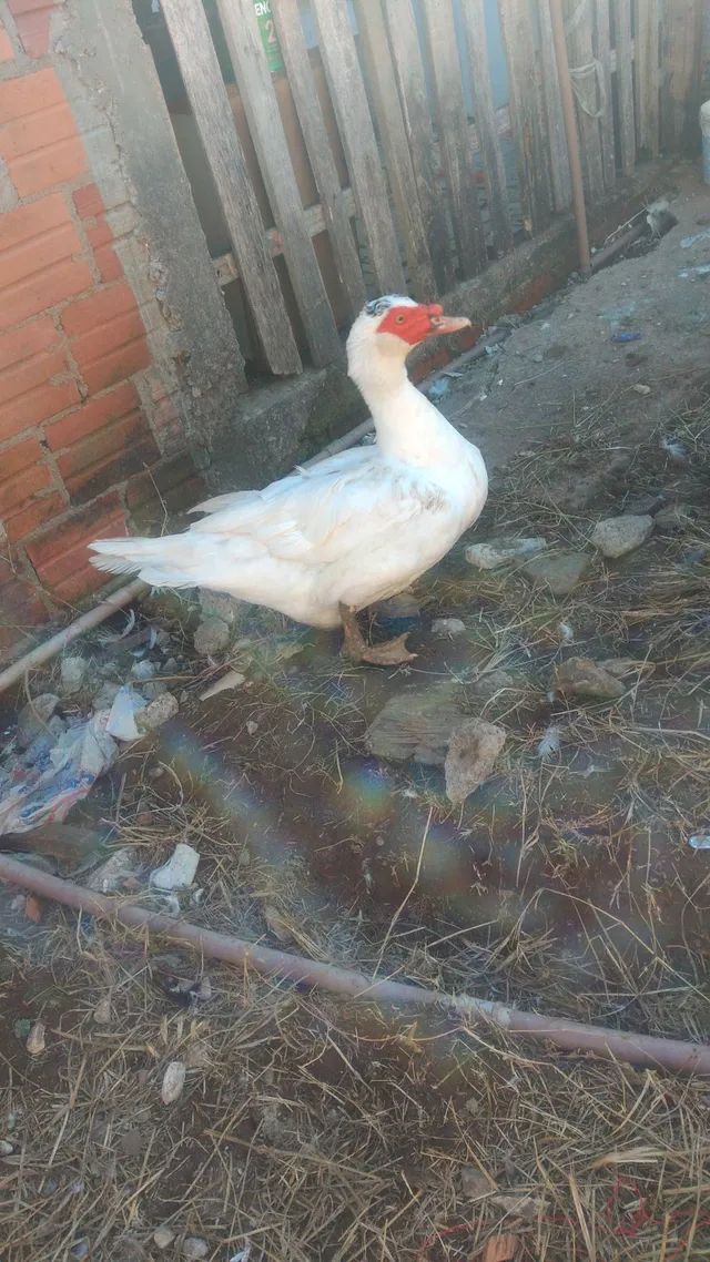 Pato macho 