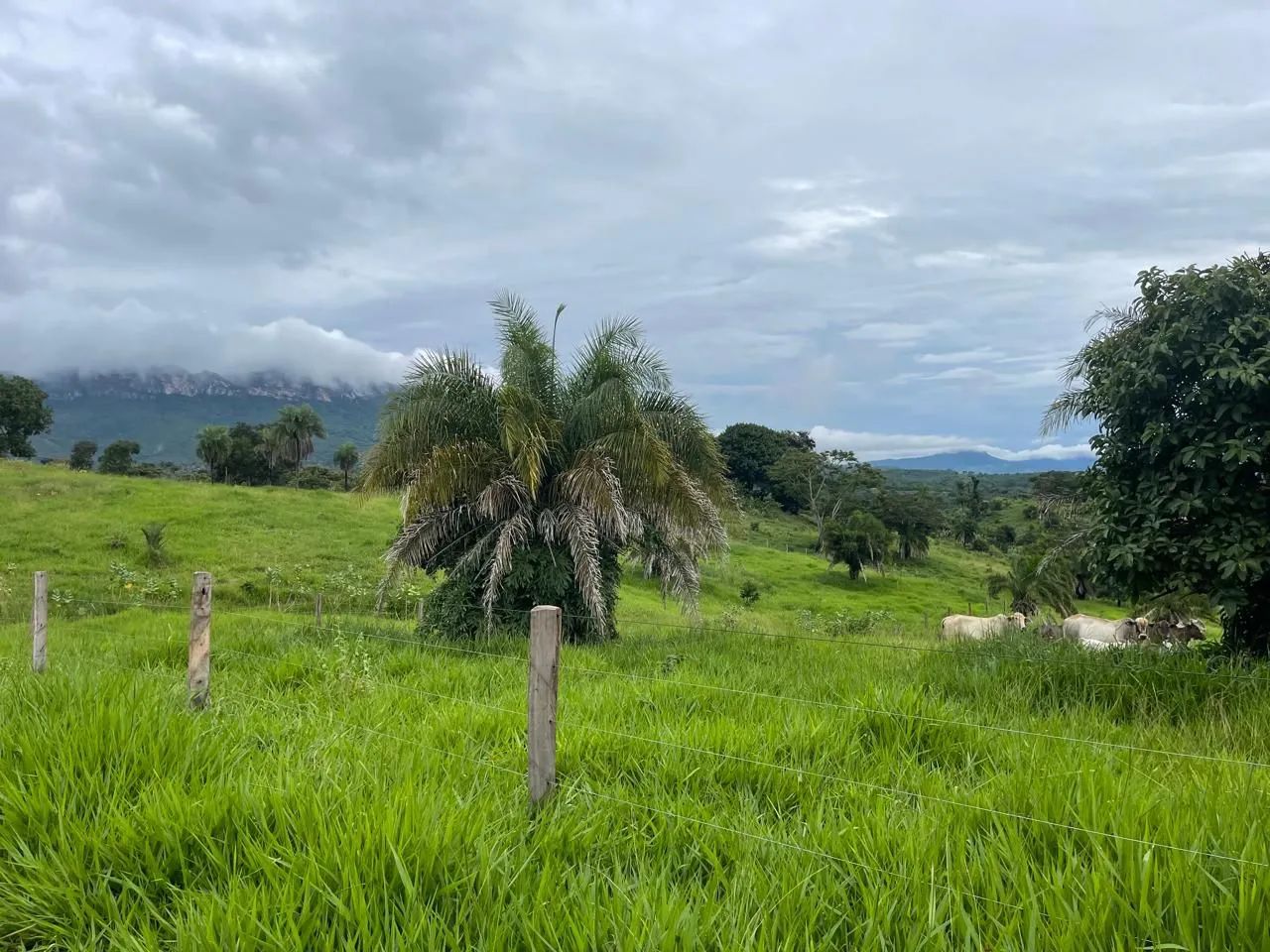 Fazenda (região de Goiás velho) - Foto 4