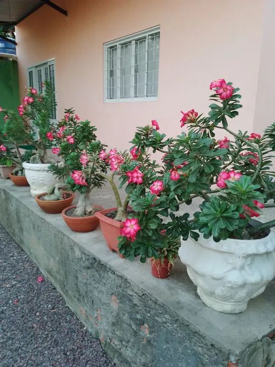 Muda de Adenium Obesum (Rosa do Deserto) - Foto 3