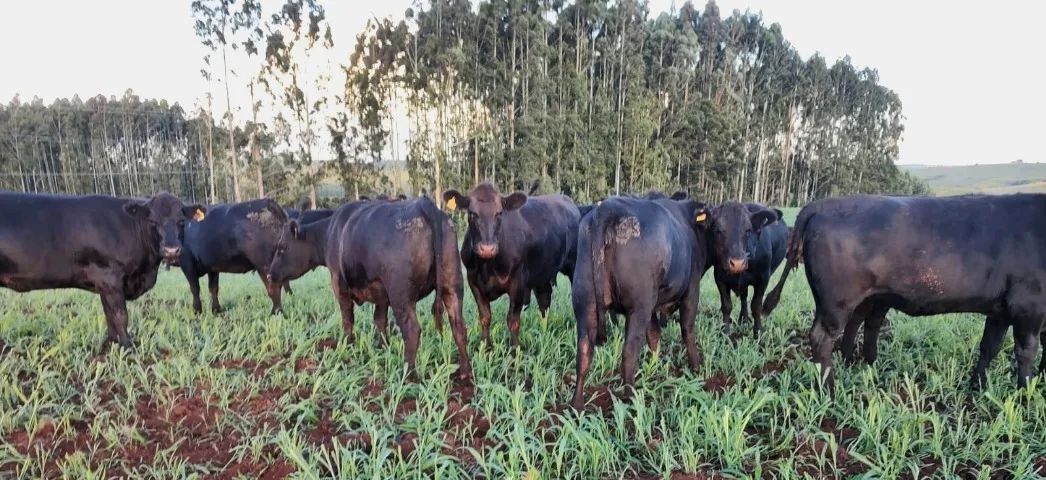Novilhas Aberdeen Angus Com Atestado De Prenhes - Foto 4