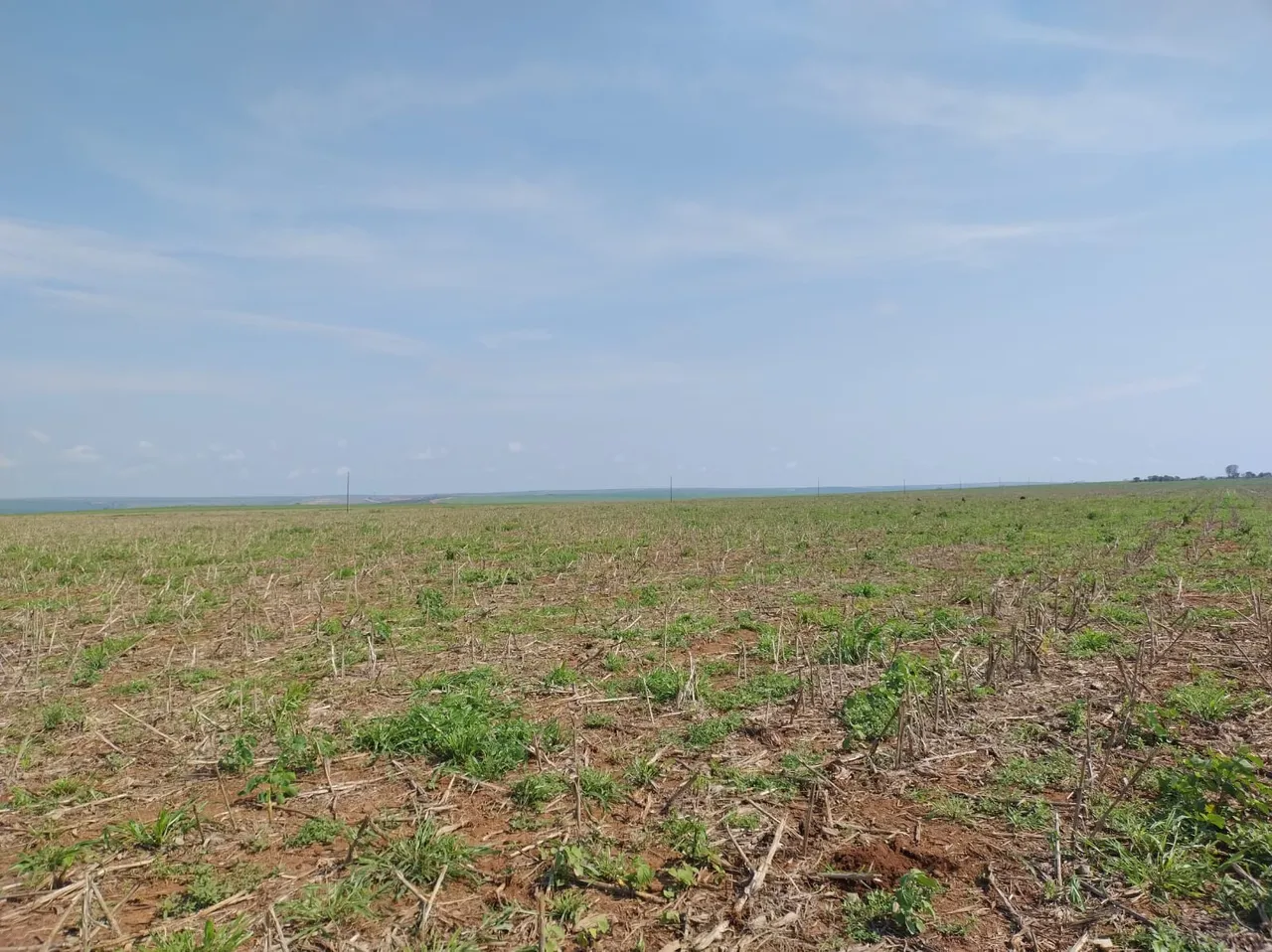 Fazenda de arrendamento 1.500 hect em campo verde MT. 8 sacas por hect