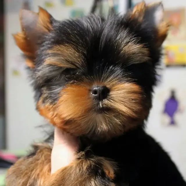 Yorkshire terrier mini toy hot sale olx