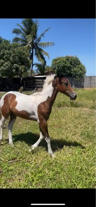 Potro Paint Horse - 9 meses - Foto 2