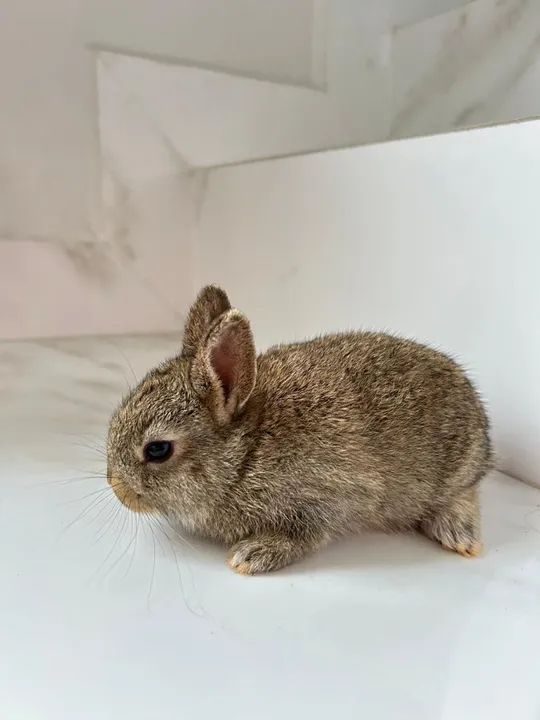 Vendo Filhotes de Coelho raça netherland - Foto 4